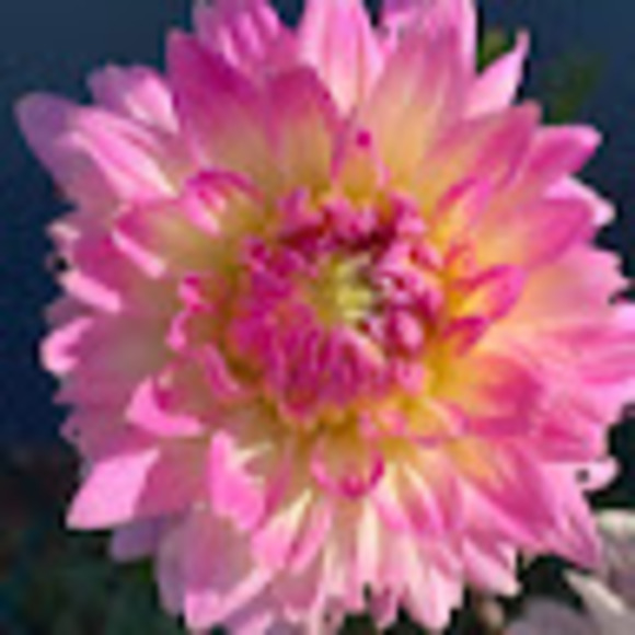 Meet your Posher, Jenifer - Picture 1 of 1